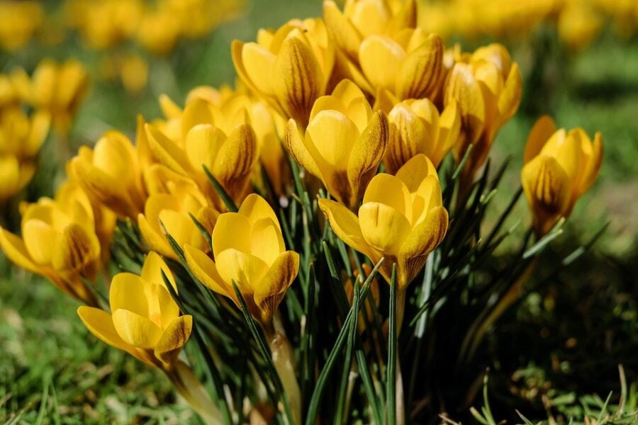 Lente