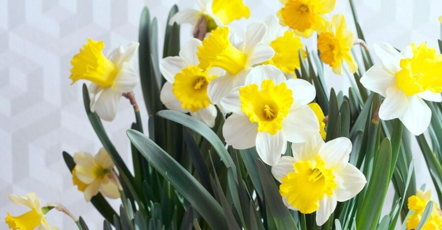 Paasbloemen Narcis 1024x469