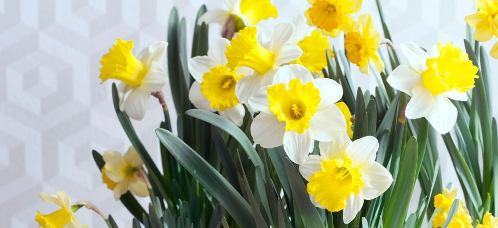 Paasbloemen Narcis 1024x469
