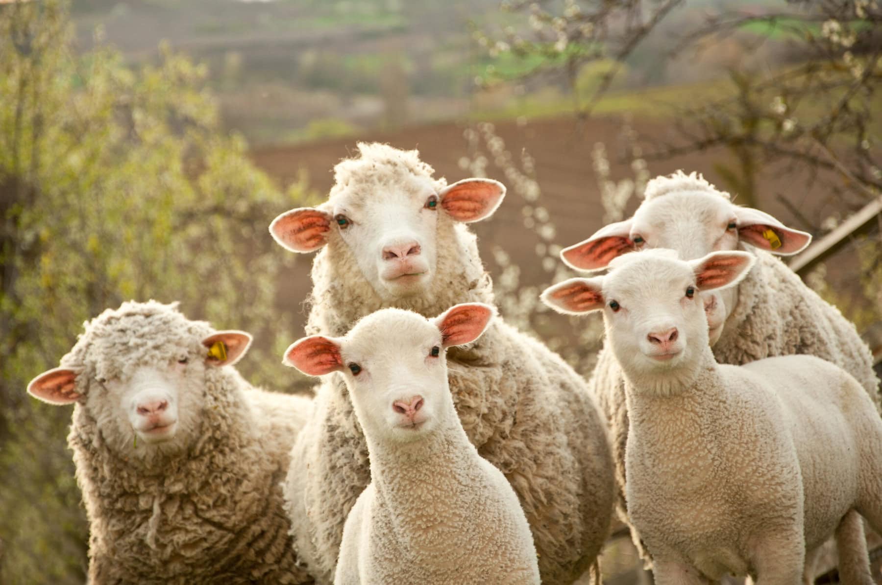 humor,dieren,schapen,grappig,benieuwd,natuur