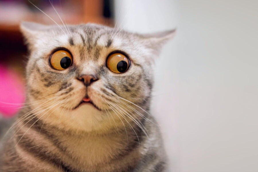 poes,kat,dier,humor,grappig