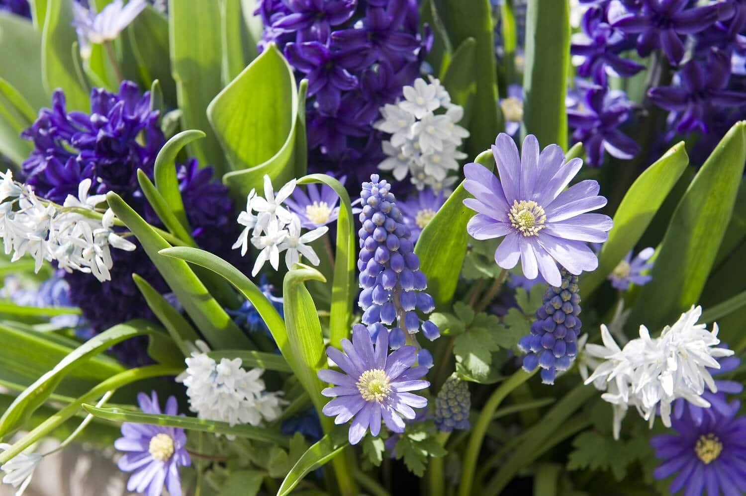 Paarse Bloemen