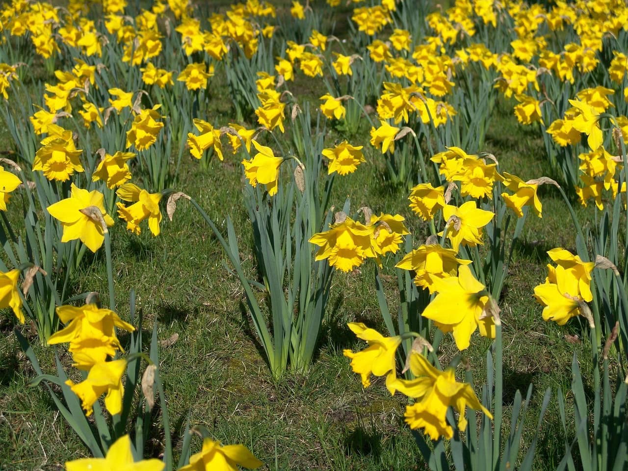 Easter Bells 16634 1280