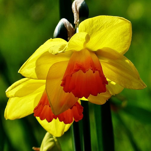 Paasbloem