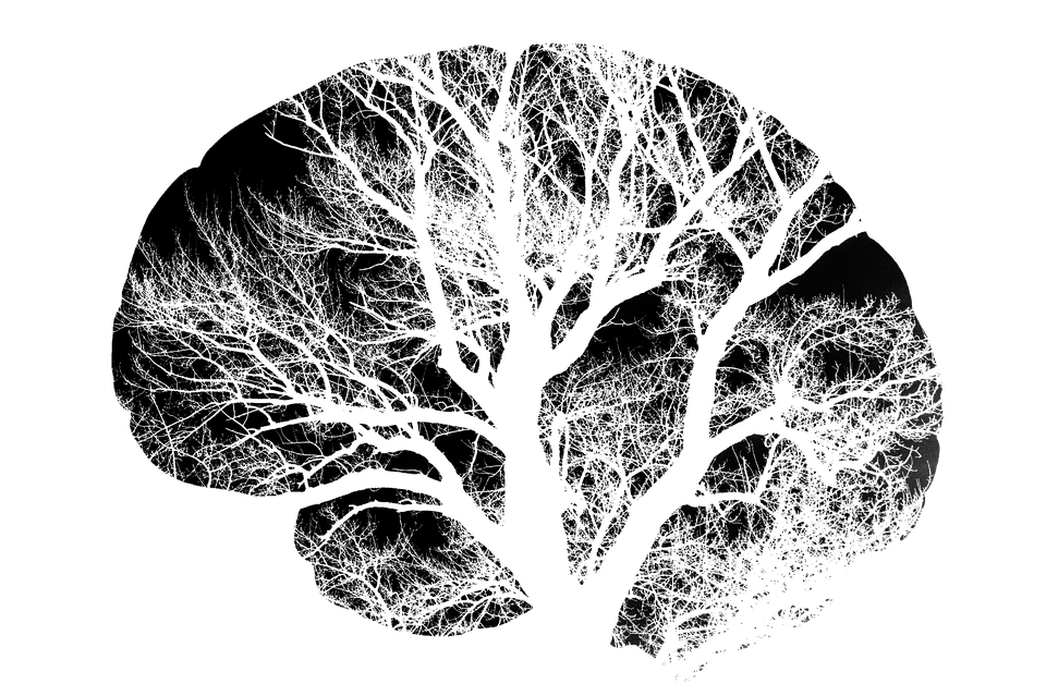 Brain 2139197 960 720
