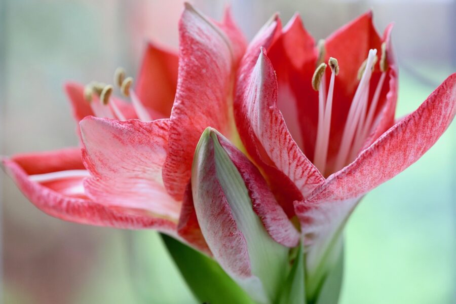 Amaryllis 4771008 1280