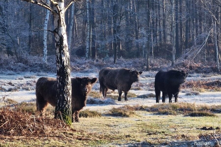 Heidebos