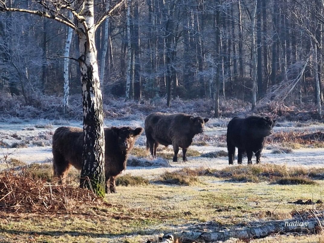 Heidebos