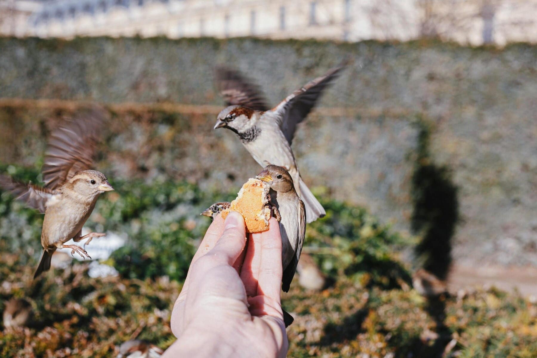 Biodiversiteit