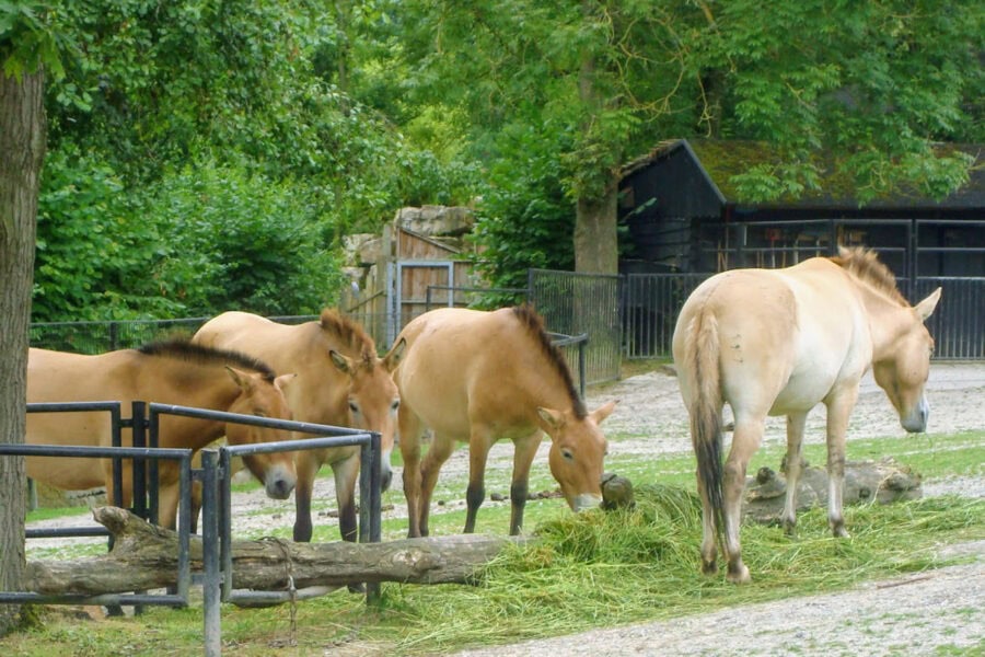 Dieren