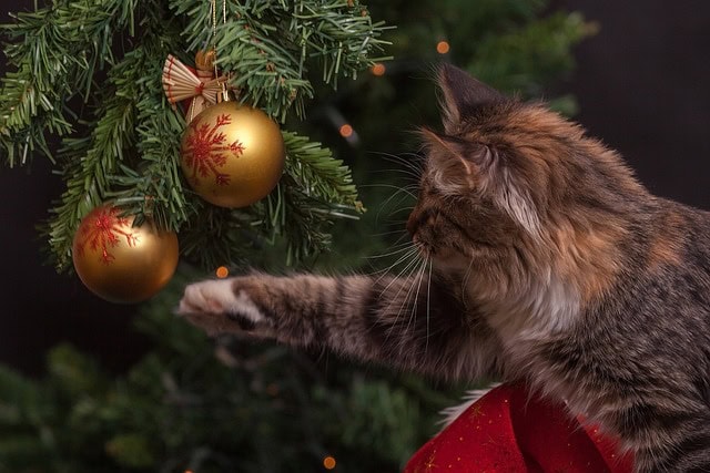 Cat 1822979 640