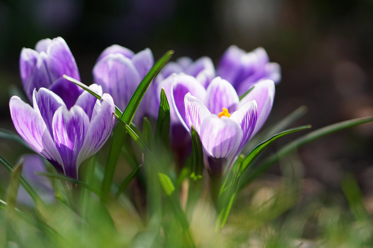 Flower 7901721 1280
