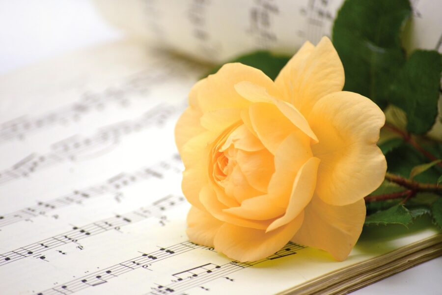 Flower 8271486 1280 (1)