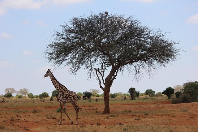 Giraffe 111704 640