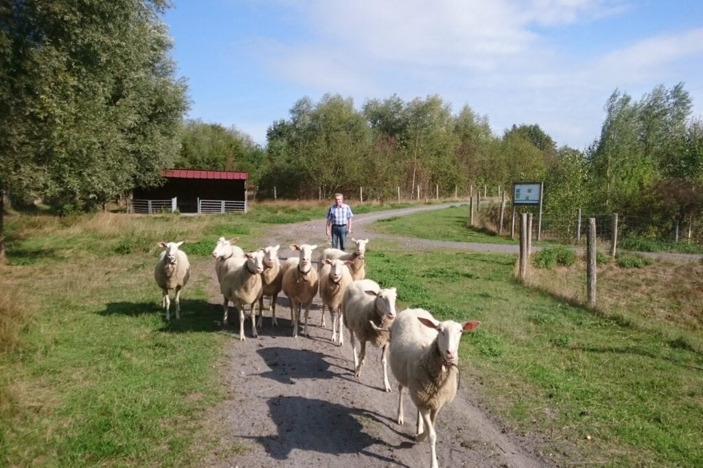 Schapenboerderij