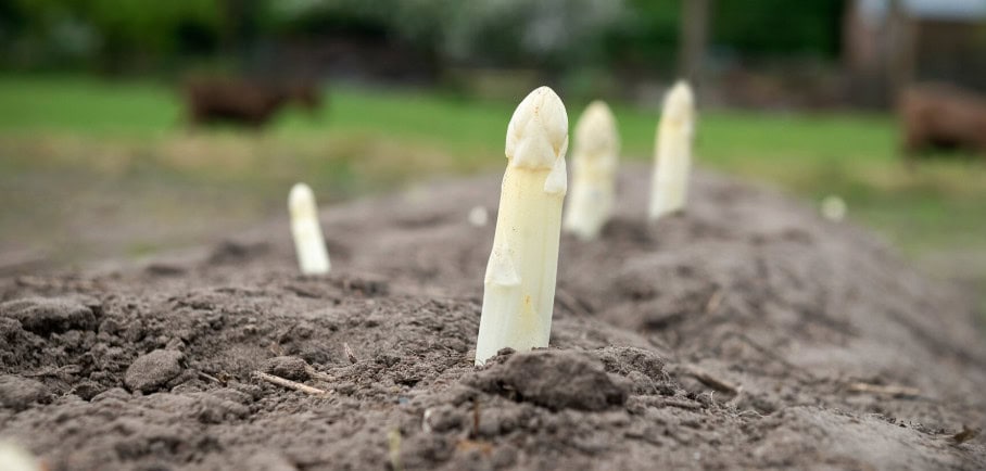 Asperges Tour