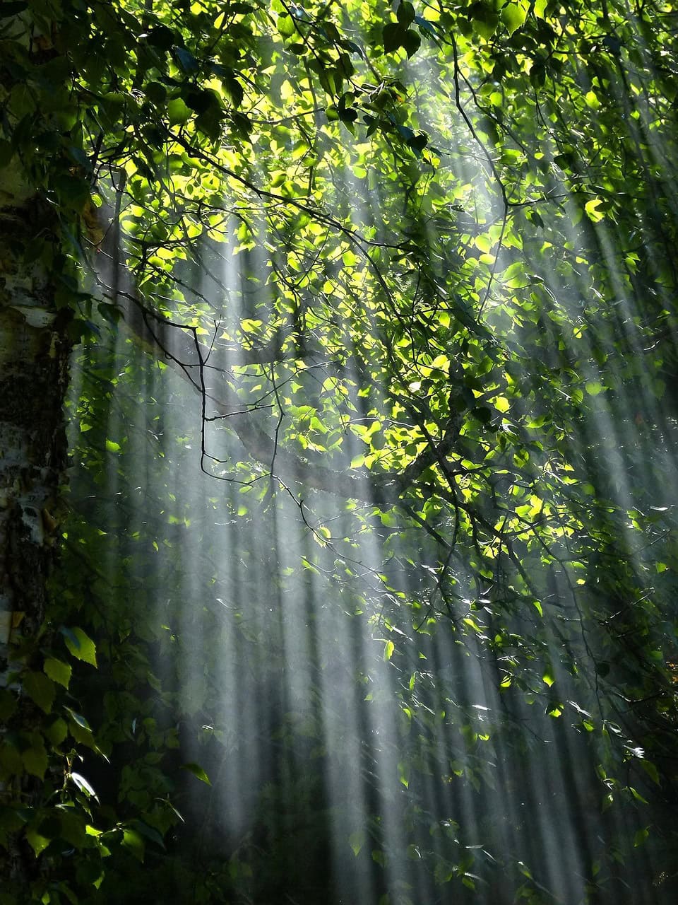 Forest 56930 1280