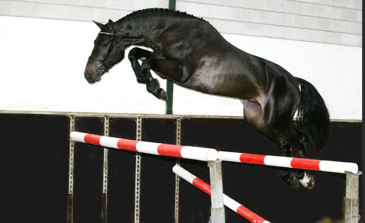 Jumping 2026