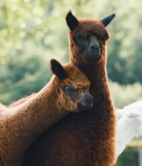 Ecosnooze Alpacawandeling