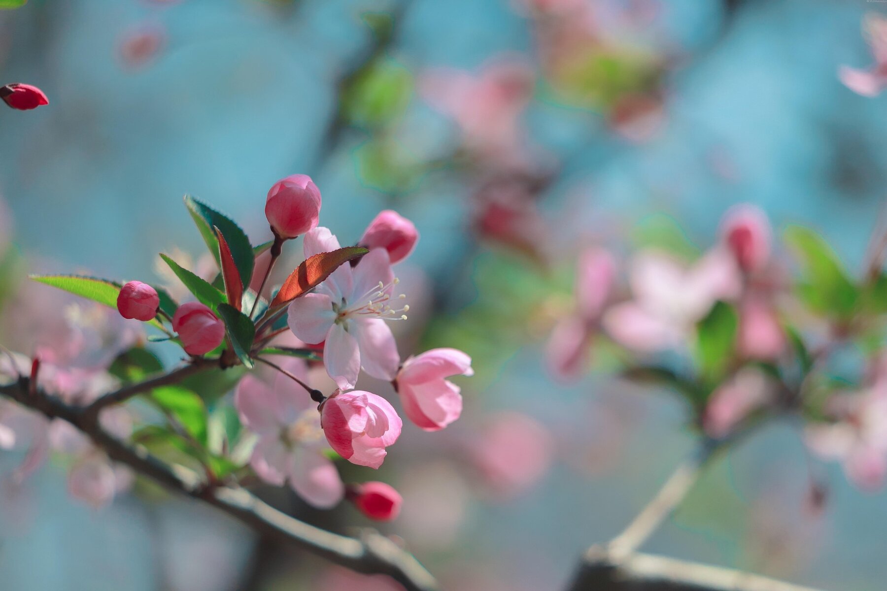 Bloesems
