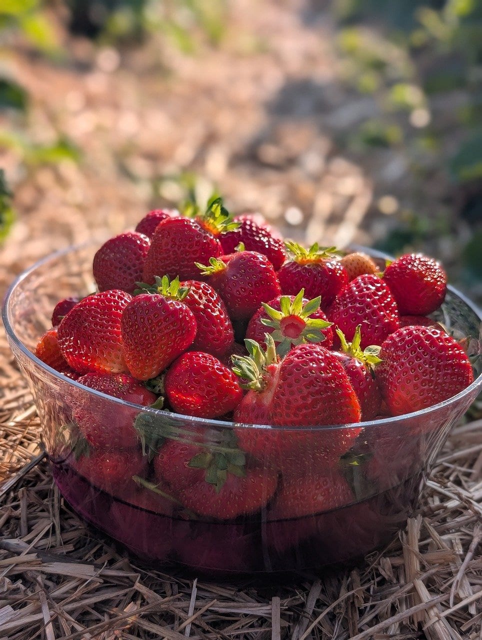 Katja2412 Strawberry 9714583 1280