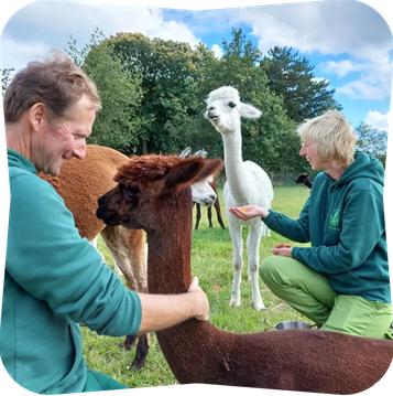 Alpaca Groen Anker