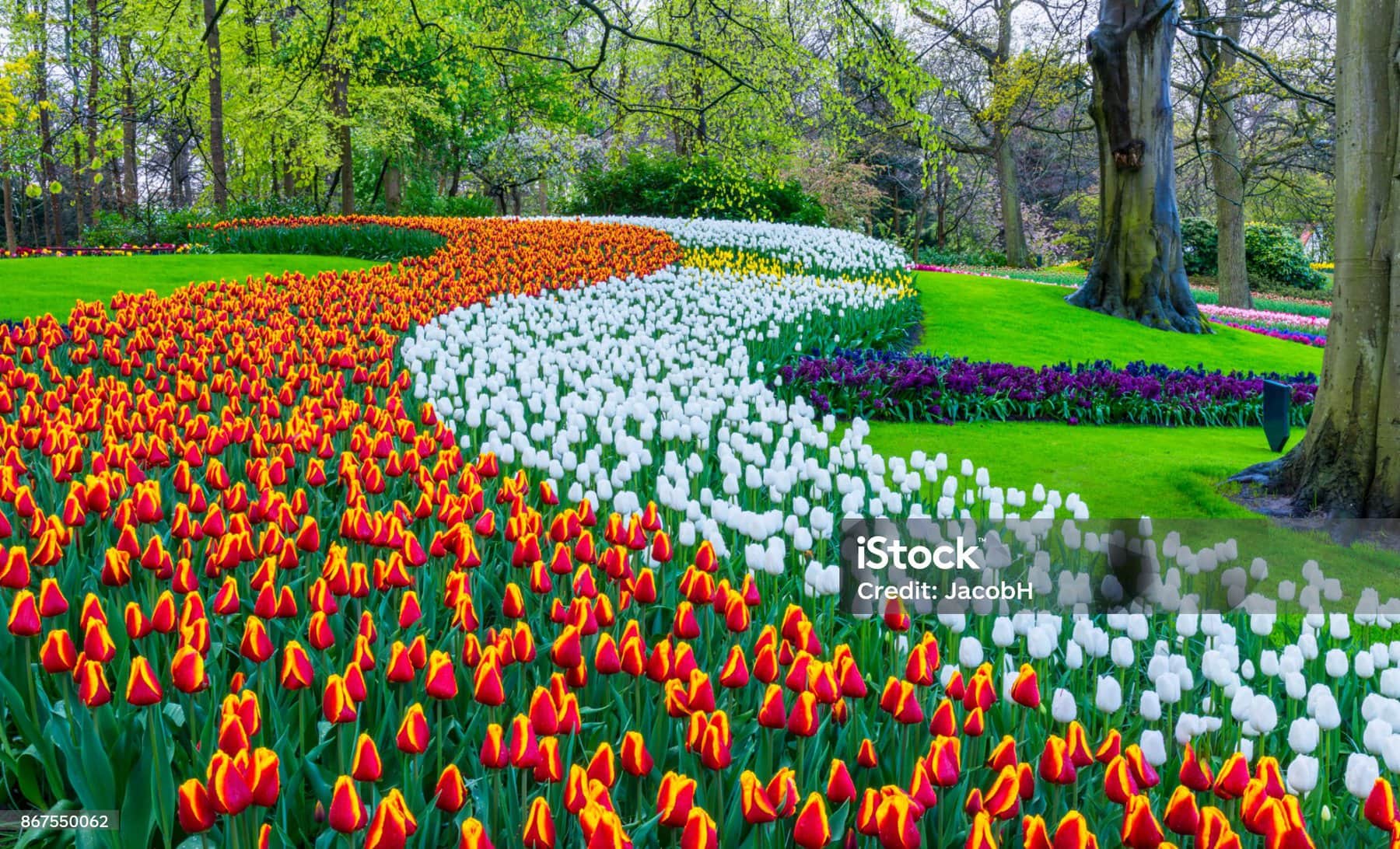 Colorful Tulips, Daffodils And Hyacinths In A Park