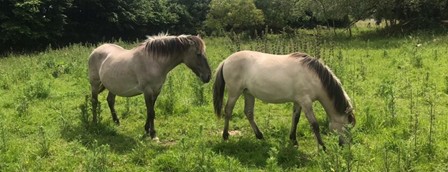 Konikpaarden Osbroek