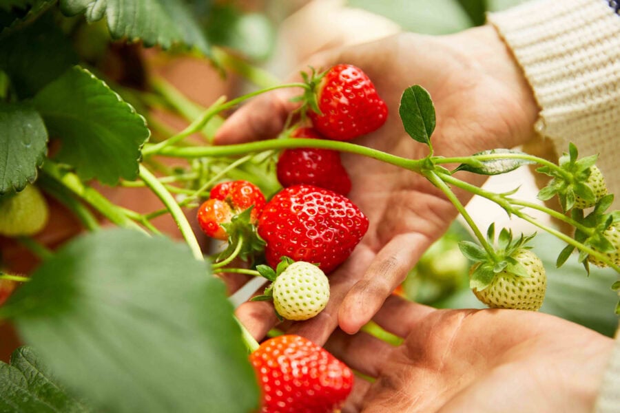 Aardbeien