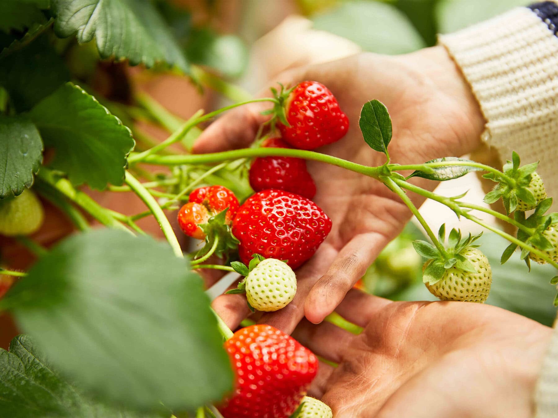 Aardbeien