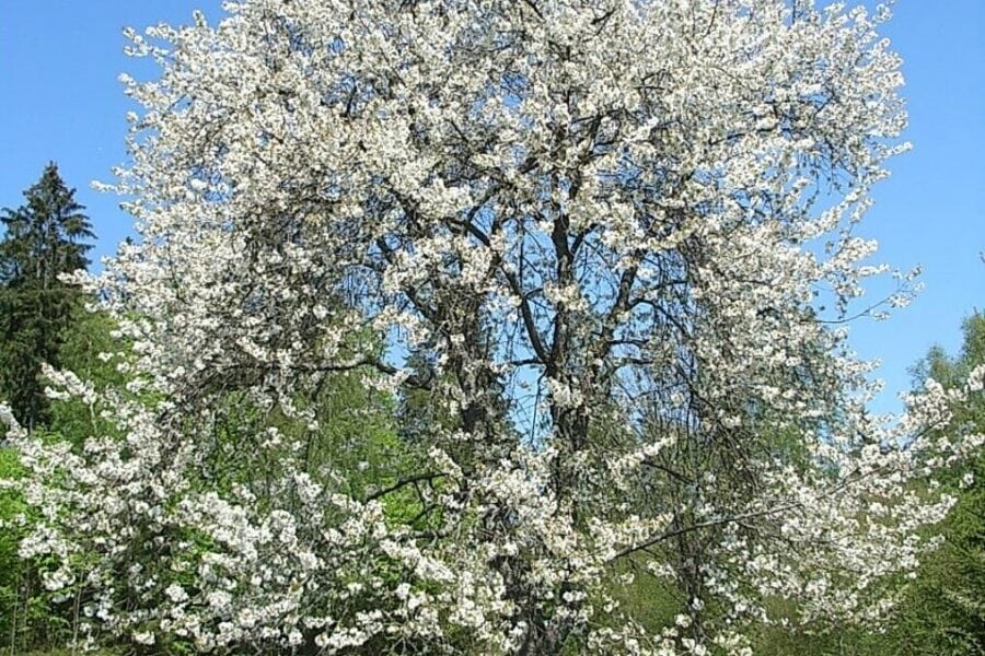 Bloesem5