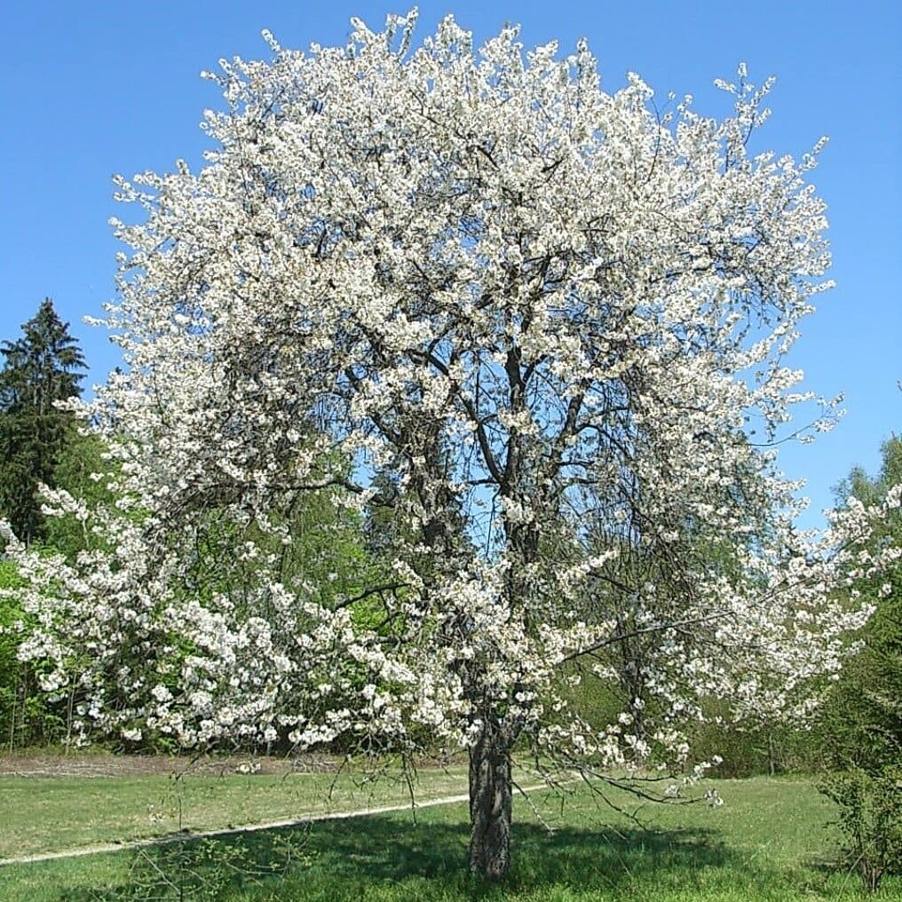 Bloesem5