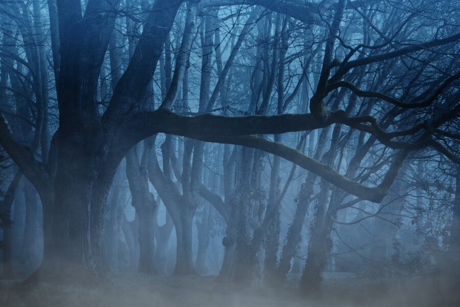 darkmoon_art-forest-3394066 halloween donker bos
