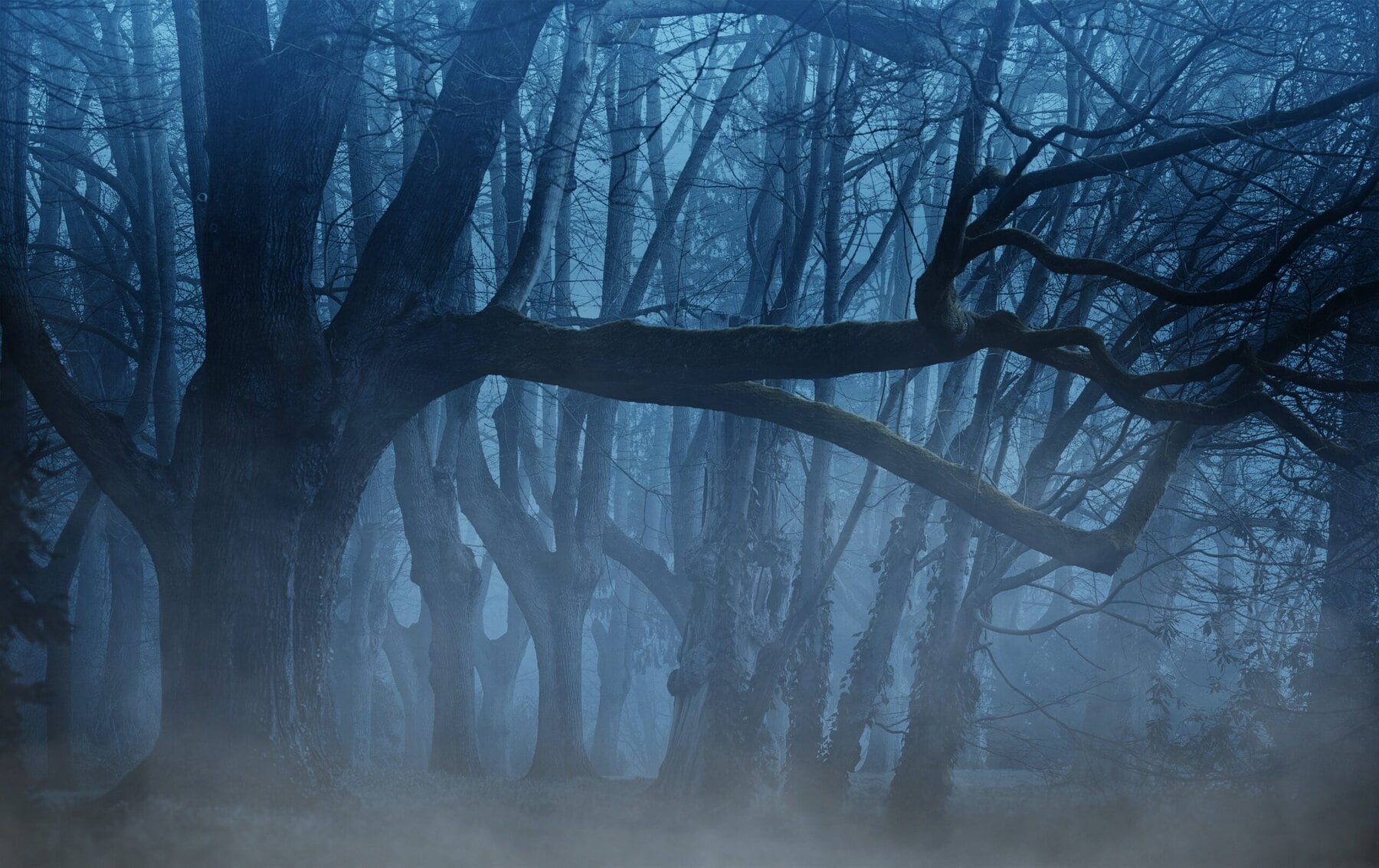 halloween donker bos