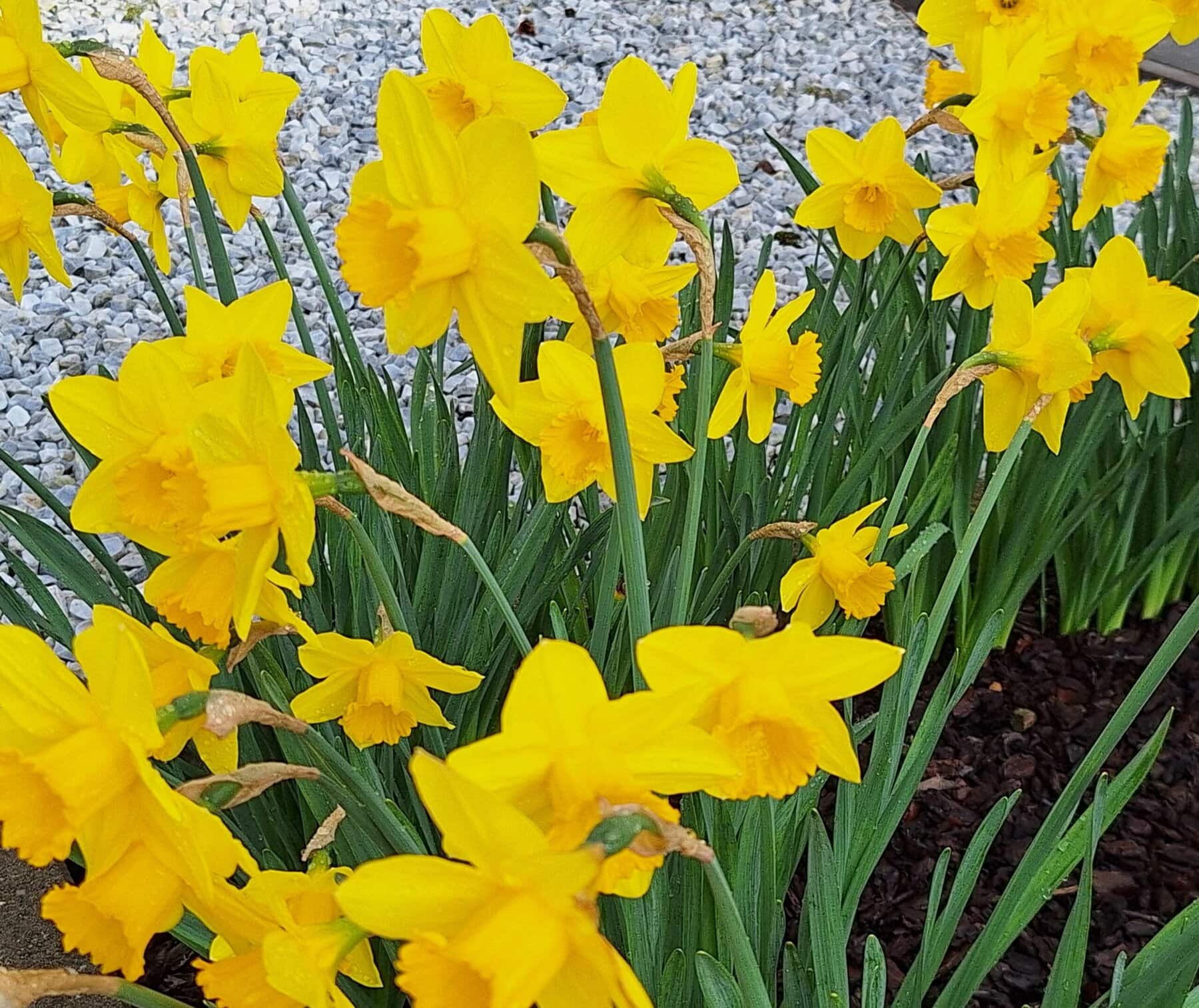 Narcissen