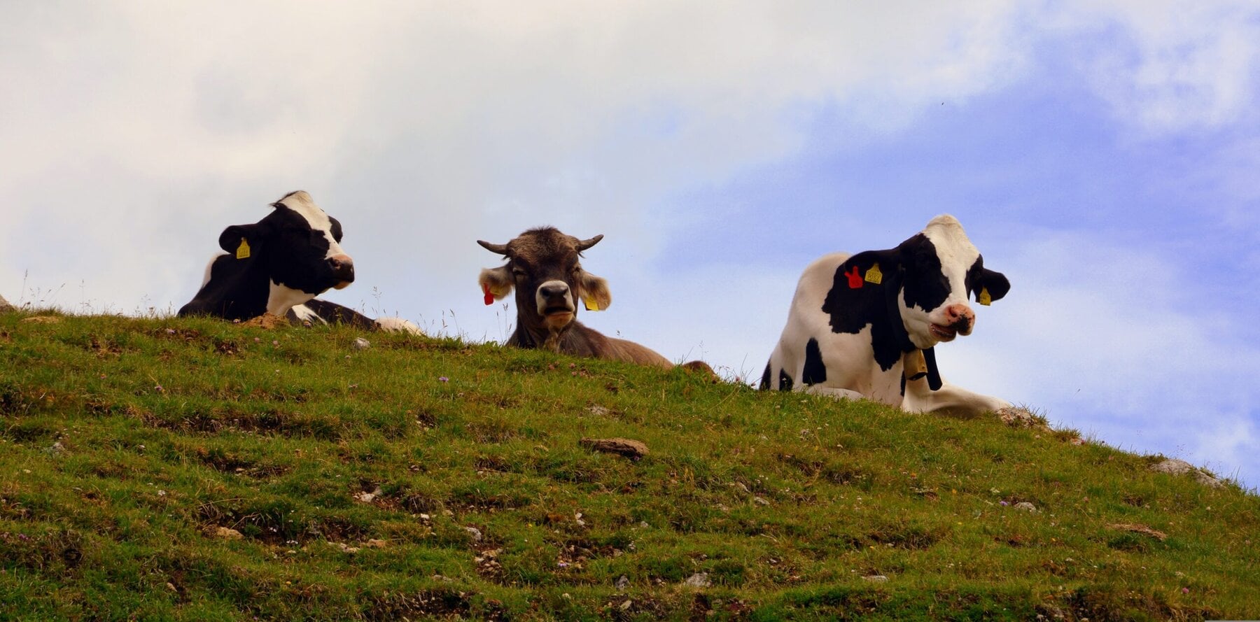 Pcdazero Cow 2540144