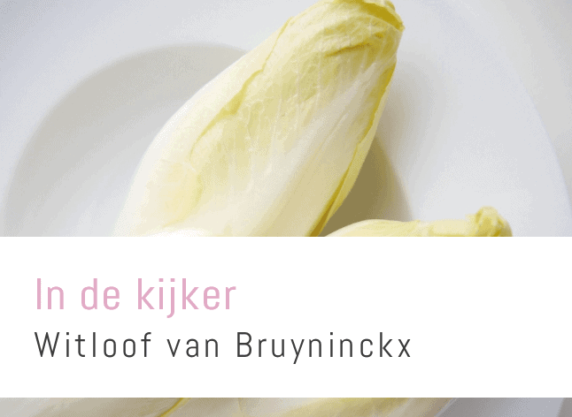 Witloof Van Bruyninckx