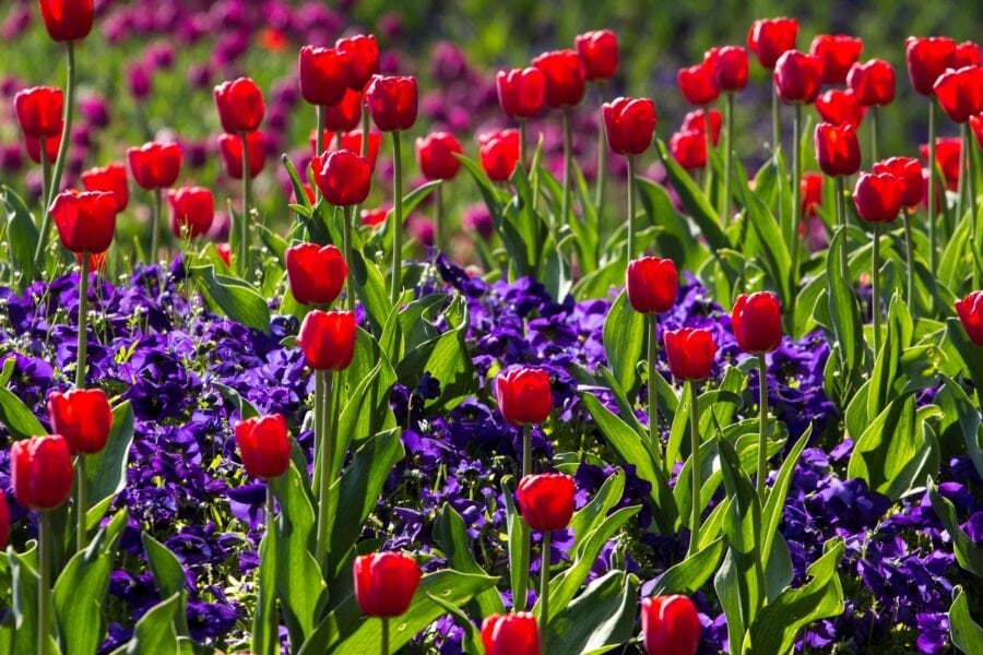 Bloemen