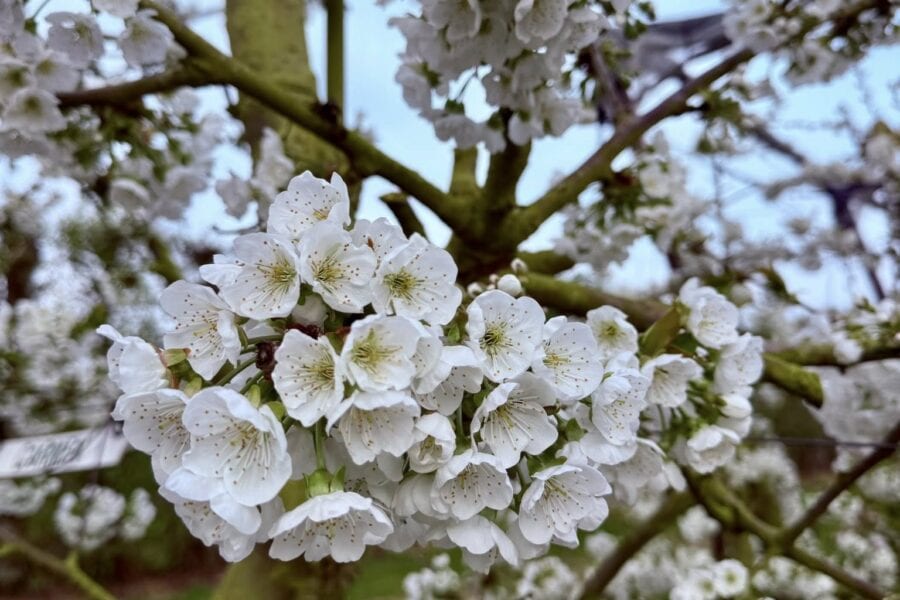 Bloem1