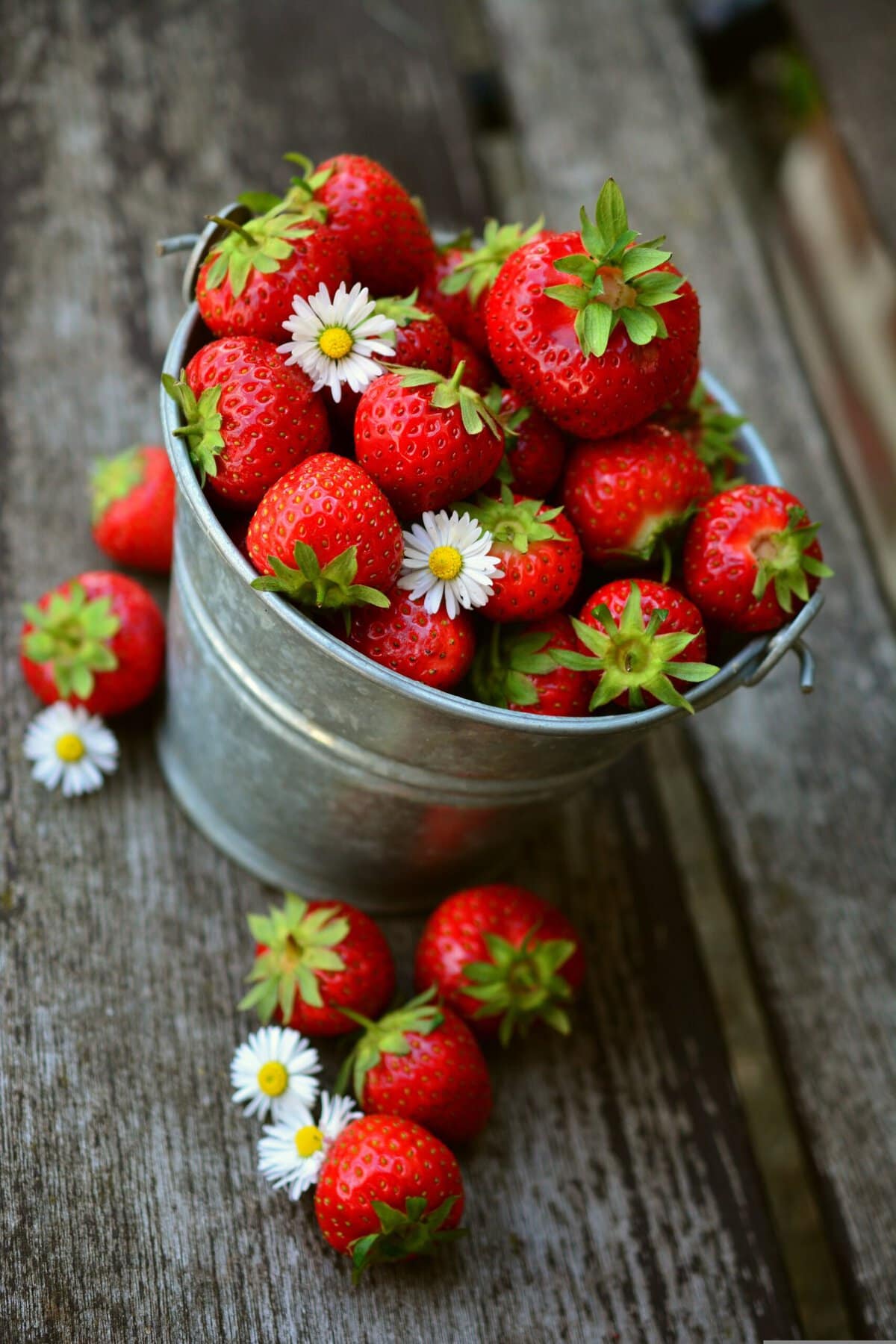 Congerdesign Strawberries 3431119