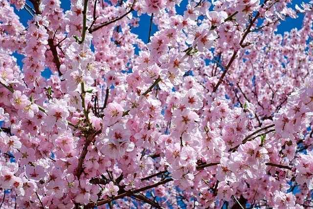 Couleur Japanese Cherry Blossom 2168858 640