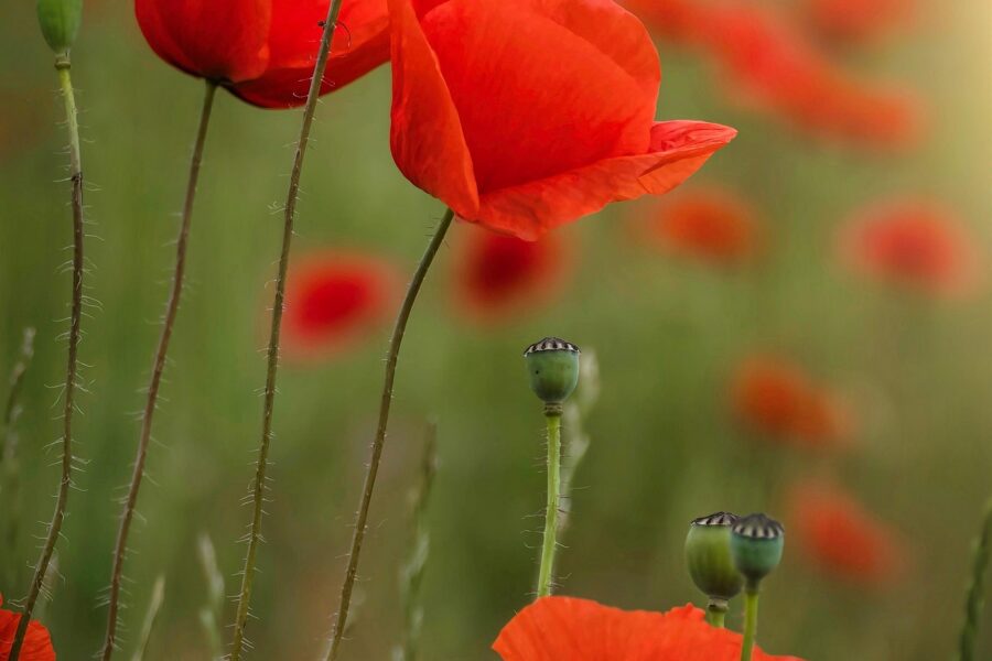 Guvo59 Poppies 7313398 1920