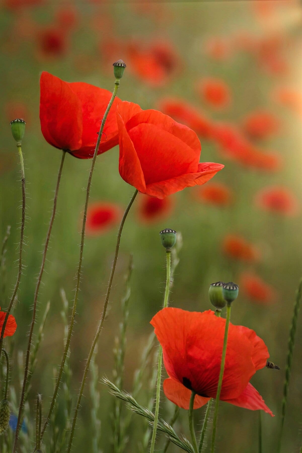 Guvo59 Poppies 7313398 1920
