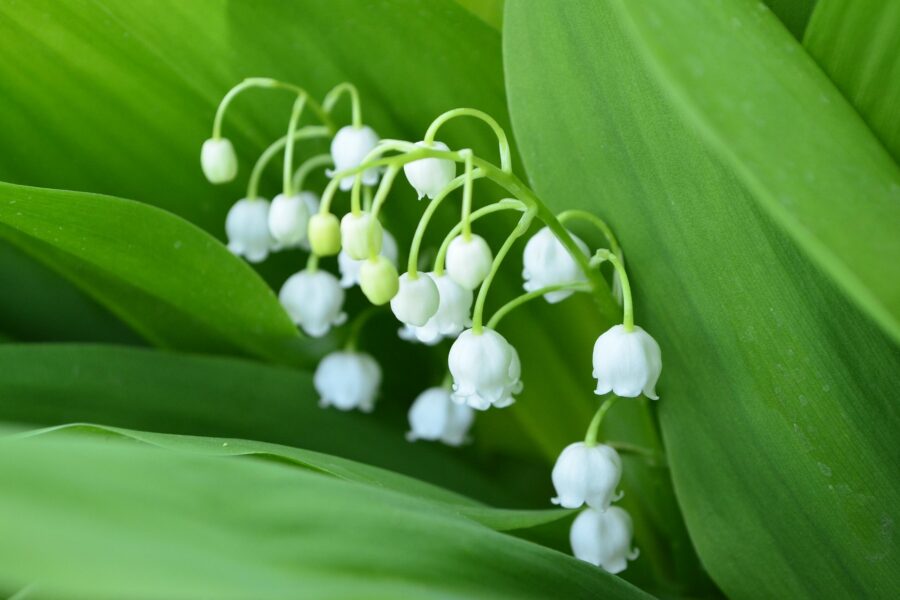 Lentebloemen