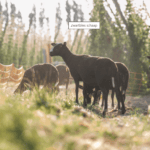 zwartbles Zwartbles