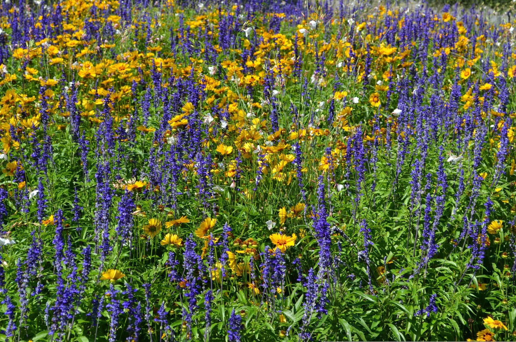 Barbus Bloemen 2611897
