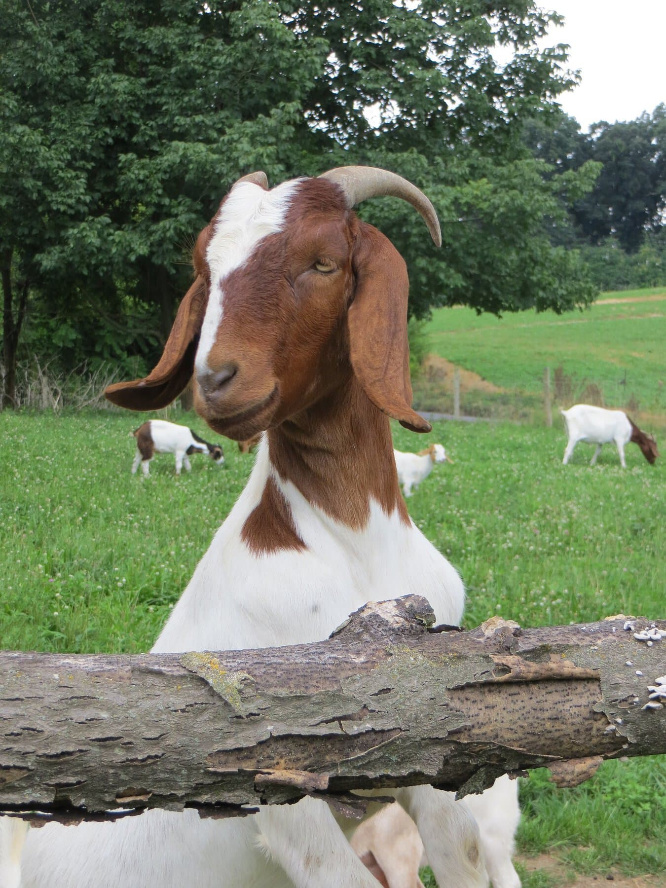 Lorencosmic22 Goat 4844765 1920