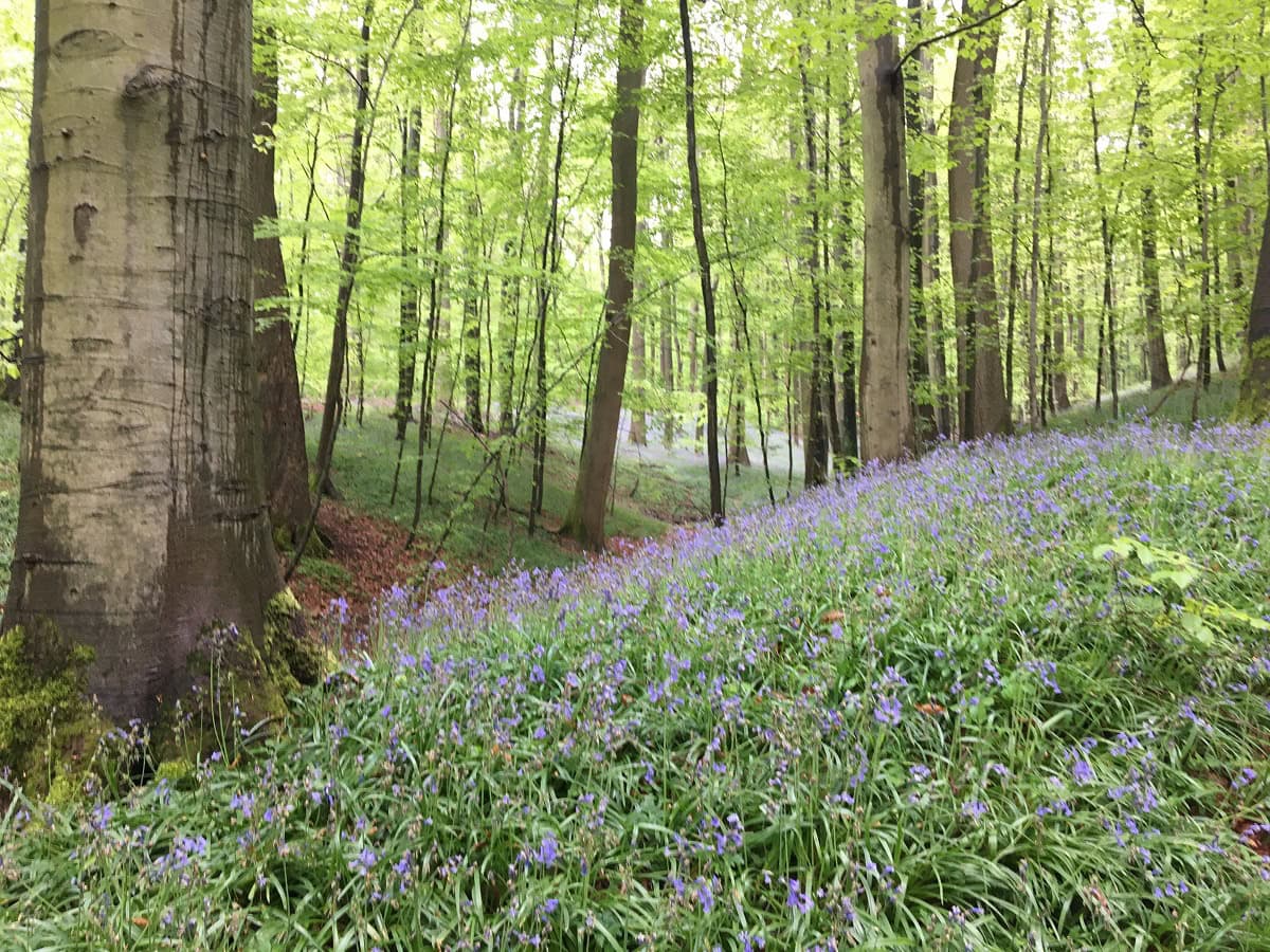 Zonienwoud