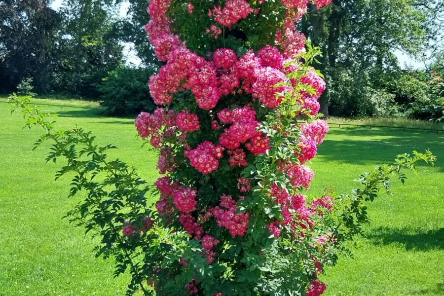 Img 20260624 Wa0035