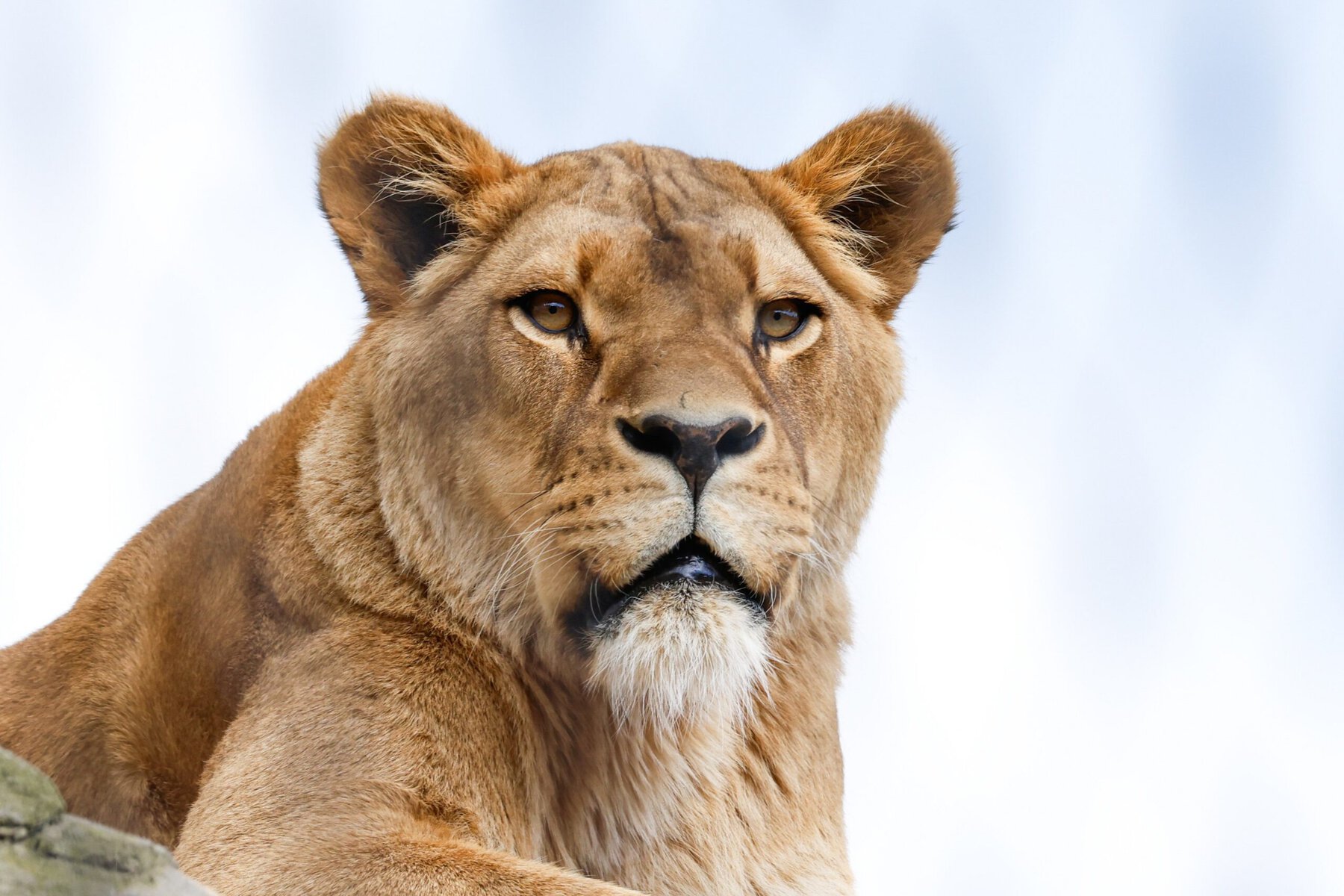Dierenpark1
